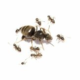 Schwarze Straßenameise (Lasius niger)
