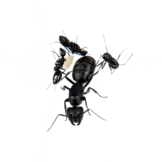 Riesenameise (Camponotus sp)