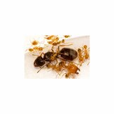 Großköpfige Ameise (Pheidole sp)