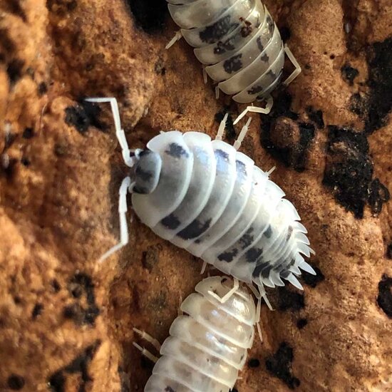 Isopod dairy cow