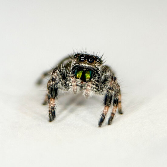 Springspinne - Phidippus regius &quot;White&quot; Bahama