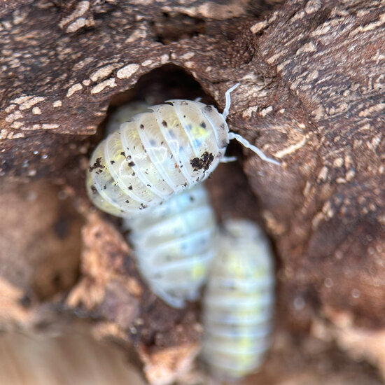 Assel Armadillidium Vulgare &quot;Magic Potion&quot;