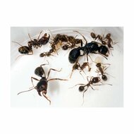 Harvester ants ant colony