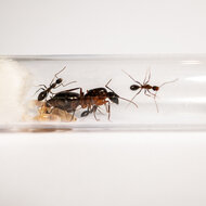 Camponotus barbaricus in test tube reageerbuis mierenkolonie