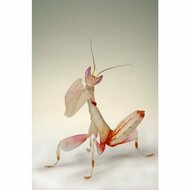 Orchid mantis buy