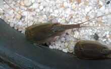 Triops Australiensis Eier Kapsel