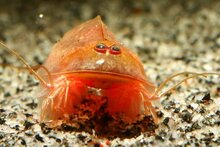 Triops Cancriformis Beni Kabuto Eier Kapsel