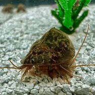 Triops Newberryi Eier Kapsel