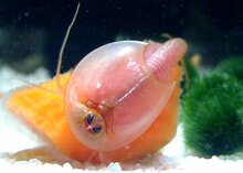 Triops Longicaudatus Albino Eier Kapsel