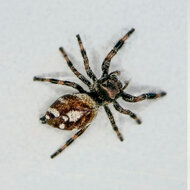 Springspinne - Phidippus regius &quot;White&quot; Bahama