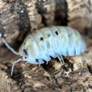 Assel Armadillidium Vulgare &quot;Magic Potion&quot;