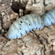 Assel Armadillidium Vulgare &quot;Magic Potion&quot;