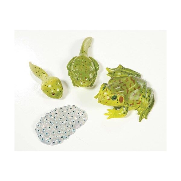 Lebenszyklus eines Frosches