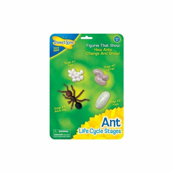 Lebenszyklus einer Ameise