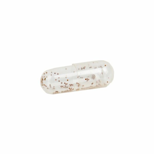 Triops Newberryi Eier Kapsel