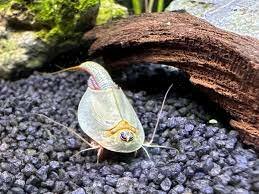 Die besonderen Kreaturen-Triops