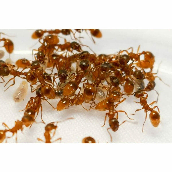 Myrmica rubra 1 Königin und über 100 Arbeiterinnen