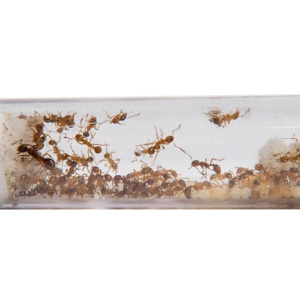 Myrmica rubra 1 Königin und über 100 Arbeiterinnen