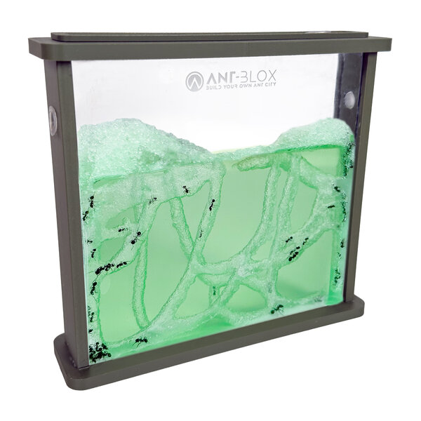 Ameisenfarm-Gel GRÜN inklusive Ameisen