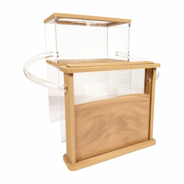 Ameisenfarm Sand Harvester Ameisen Komplettset (Messor barbarus)