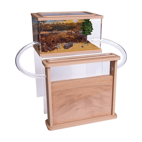 Ameisenfarm Sand Harvester Ameisen Komplettset (Messor barbarus)