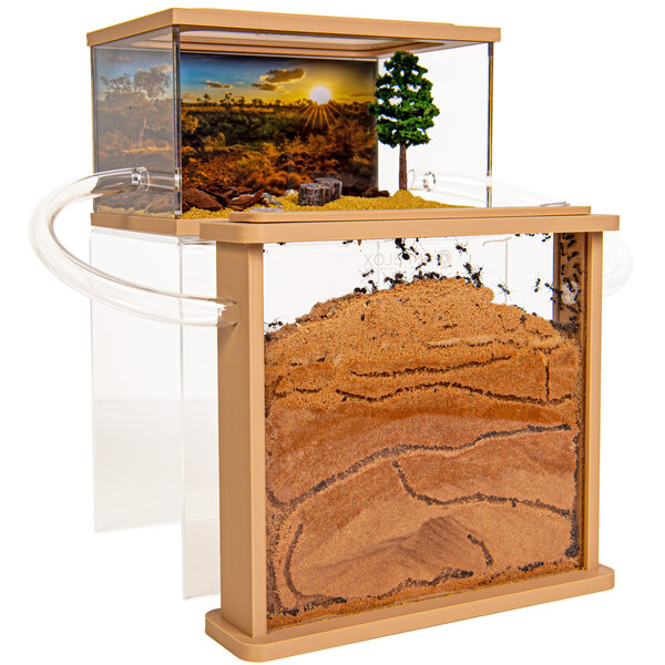 Ameisenfarm Sand Harvester Ameisen Komplettset (Messor barbarus)
