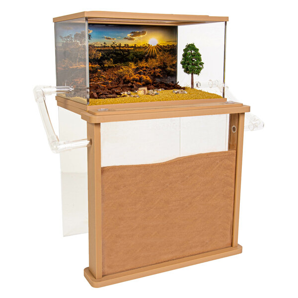 Premium Messor Sand Set 200+ Ernteameisen (Messor barbarus)