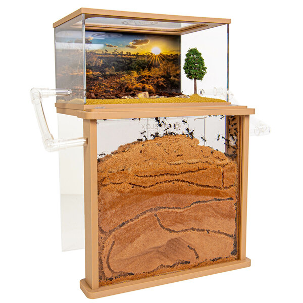 Premium Messor Sand Set 200+ Ernteameisen (Messor barbarus)